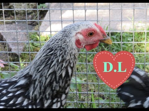 Wyandotten, Schwarzkopfkrankheit und Kraftfutter.