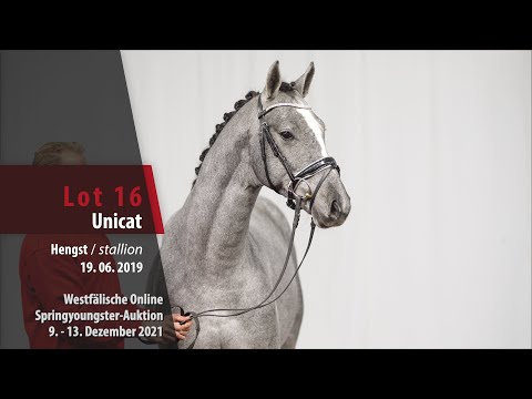 Online Springyoungster-Auktion Lot 16 Unicat Hengst v. Up to Date - For Pleasure