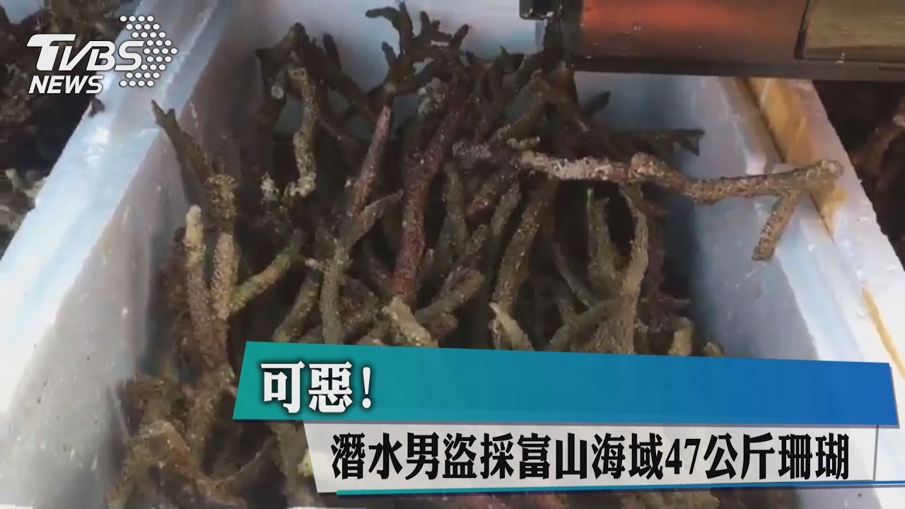 可惡! 潛水男盜採富山海域47公斤珊瑚