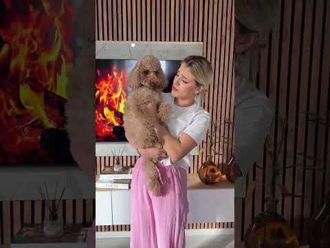 Hayvanlar daha değerli🥹😍❤️ #keşfet #comedy #keşfetbeniöneçıkar