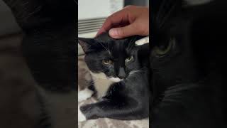 Cute jiji