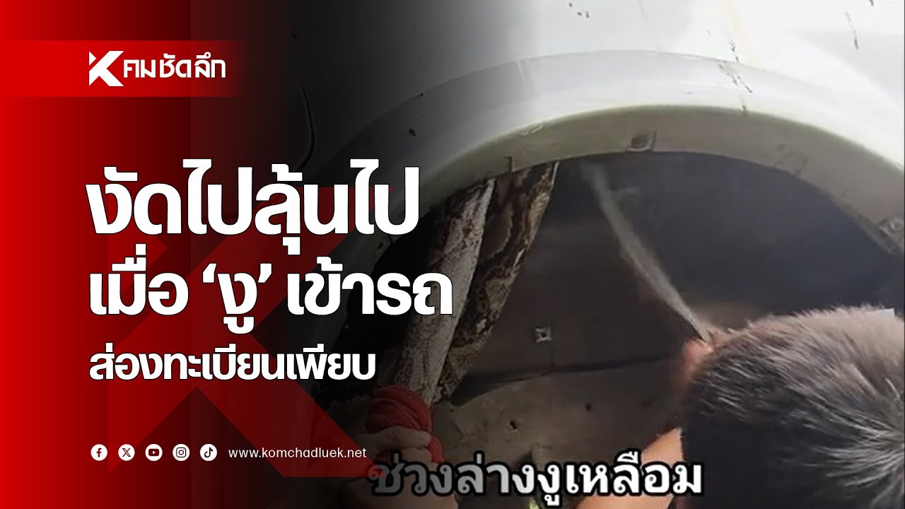 ตะลึงทั้งอู่ เจอ 'งูเหลือม' ซุกรถ ส่องทะเบียนเพียบ