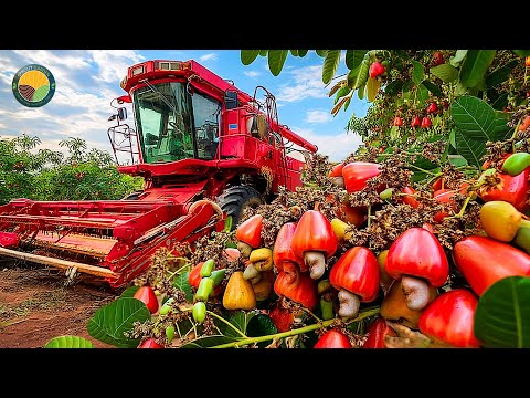 How Farmers Harvest 3.9 Million Tons of Cashew Nuts and Process Them This Way | Farming Documentary