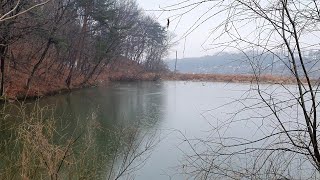 넓은 저수지에 봄비오는 소리와 야생오리,집오리 잘 놀고 있어요