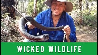The Red Bellied Black Snake