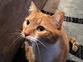 Mylo The Cat Sings Songs From The Audio Library