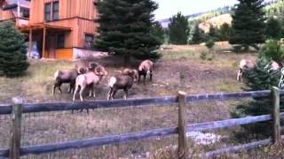 preview picture of video 'Big Horn Sheep on Rock Creek in Montana'