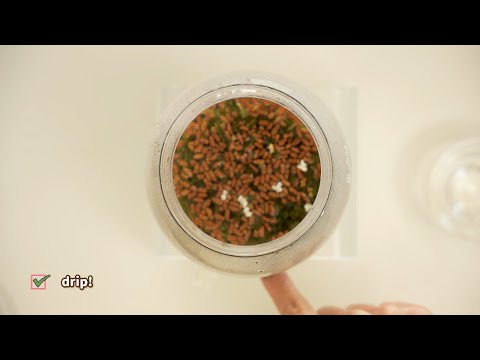 How to make genmaicha (roasted japanese green tea with toasted rice)