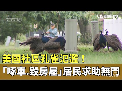 美國社區孔雀氾濫！　「啄車.毀房屋」居民求助無門