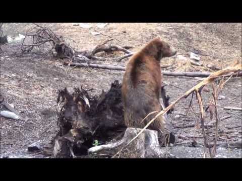 Bear Fortress in Sitka, Alaska
