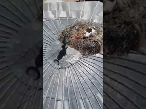 Düğün ve Gelin Merasimi - Bölüm 22