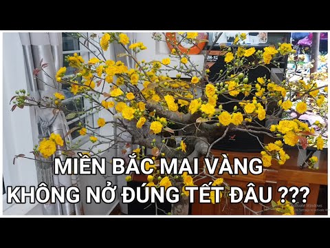 🔴 QBS2189 - DO NORTHERN PLUM BLOOMS BLOOM ON TIME FOR TET || HOW TO MAKE NORTHERN PLUM BLOOMS BLO...