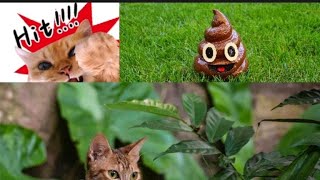 How I  stopped cats using my garden soil as a toilet/solving the #catpoo problem