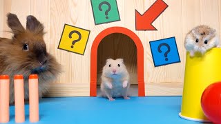 Mysterious RAINBOW TREASURE HUNT game for MAJOR HAMSTER and PETS