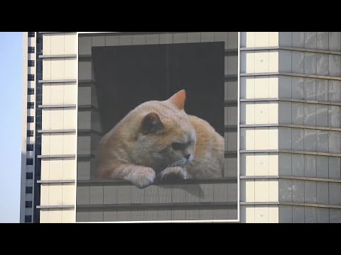 Um gato gigante calmante tenta escapar da parede de uma loja de departamentos em Xangai