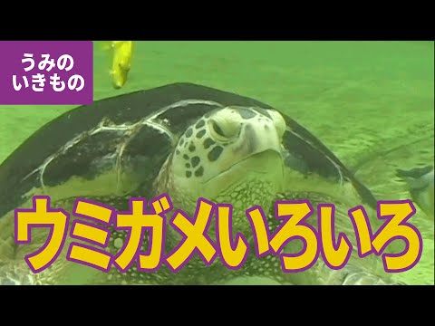 ウミガメの種類