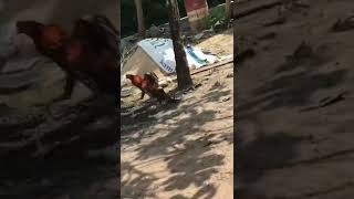 Download lagu ayam pakhoy full brakot 😂😂 #shorts  #viralshorts  #ayam mp3