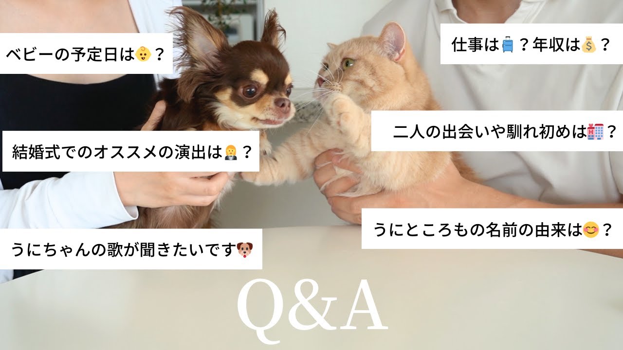 【質問コーナー】初めてちゃんと質問に答えます ｜夫婦のこと｜うにところもについて