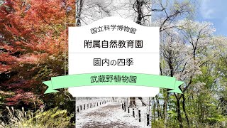 【国立科学博物館附属自然教育園】園内の四季 〜武蔵野植物園〜