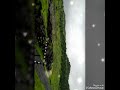 Kasara Ki Rainy Wadiya Rainy Day Rainy Season Whatsapp Status Video
