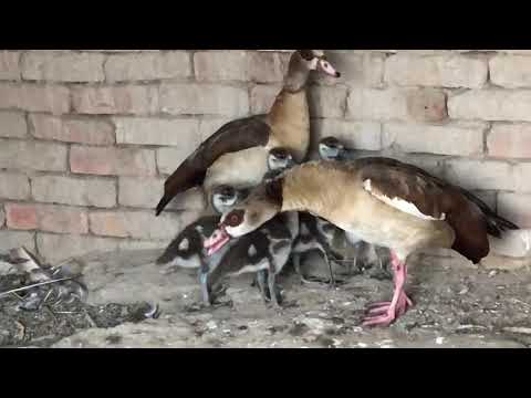 Egyptian Goose at Kirmani private wildlife Breeding Farm