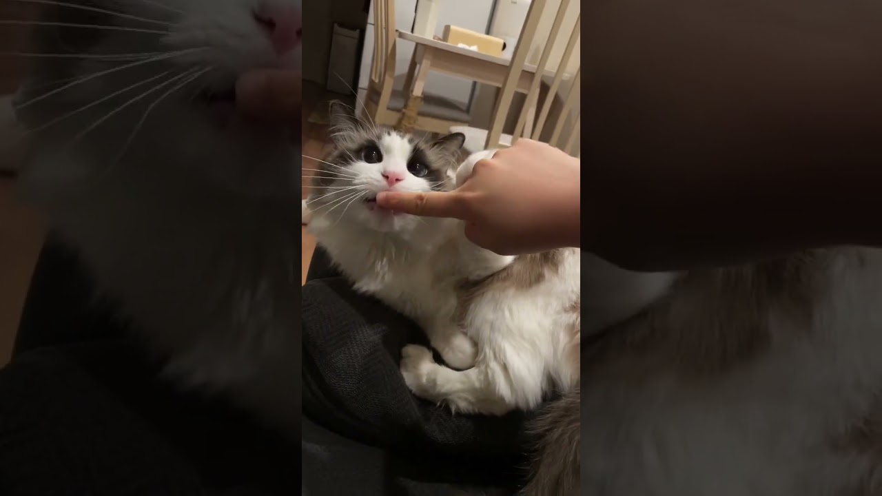 絶対噛まない性格がいい子。#ラグドール #マカロンdaily #布偶猫 #猫 #ragdolls #cat #可愛い