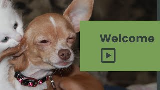 Charity Buddy-Non-Profit Animal Charity