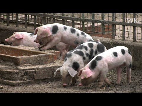 Ferkel, Gänse, Zwergziegen: Tierischer Nachwuchs im Bremer Bürgerpark
