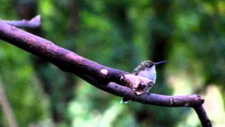 preview picture of video 'Ruby-throated Hummingbird Just Being A Bird'