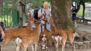 【海外の反応】これが野生の鹿か❤️信じられない外国人観光客🦌(奈良公園) DEER NARA PARK | JAPAN VLOG 🦌💞