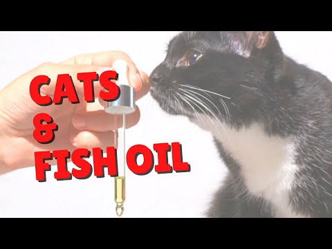 Cats & Fish Oil | Two Crazy Cat Ladies