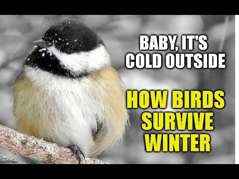 How Birds Survive Winter