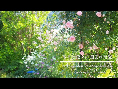 Pennisetum setaceum rubrum -graminée-ornement-feuillage-décoratif-rouge-pourpré-épillets-oeillets-Inde