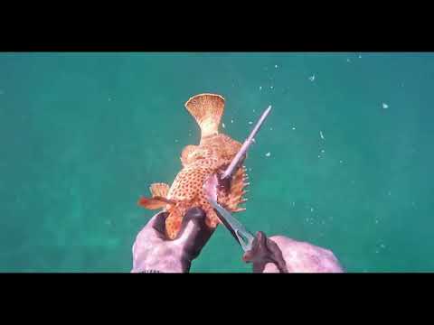 Shore Dive with Unko Spenny - Catch n Cook Hawaii