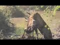 Leopard Attack A Wildebeest Alone At Waterhole Video