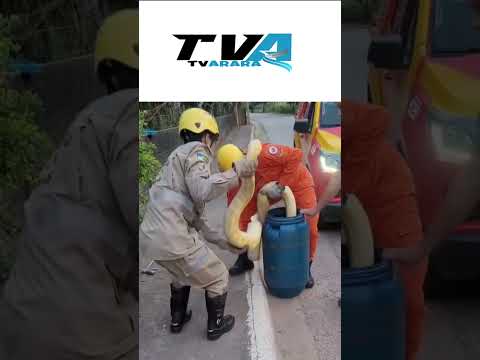 Cobra píton amarela, resgatada pelos bombeiros no centro de Aruanã / GO