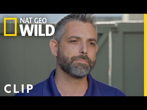 認識塞拉：向前邁進｜塞薩爾-米蘭：更好的人更好的狗 (Meet Sierra: Moving Forward | Cesar Millan: Better Human Better Dog)