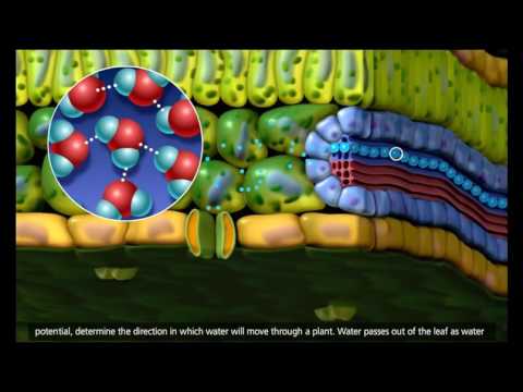 Plant Transport  Xylem and Phloem, Transpiration  3D Animation 720p