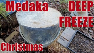 Medaka Ponds Christmas Update