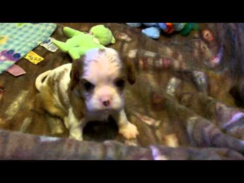 4 weeks old Aza's Girl