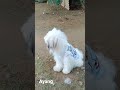 Lasha Apso Puppy wearing Shirt for the first time!! Ayang's first Shirt 👕!!