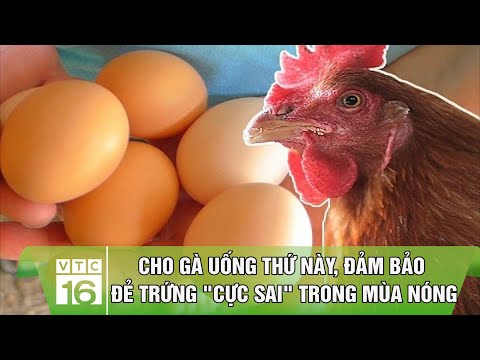 , title : 'Cho gà uống thứ này, đảm bảo đẻ trứng "cực sai" trong mùa nóng | VTC16'