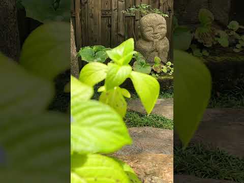 冬にはアジサイの下に何を置きますか？保護用の「ベッド」を作成するにはどうすればよいですか?  庭園