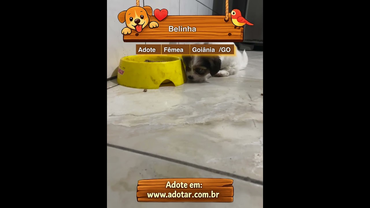 Cachorro raça SRD-ViraLata idade Abaixo de 2 meses nome Belinha