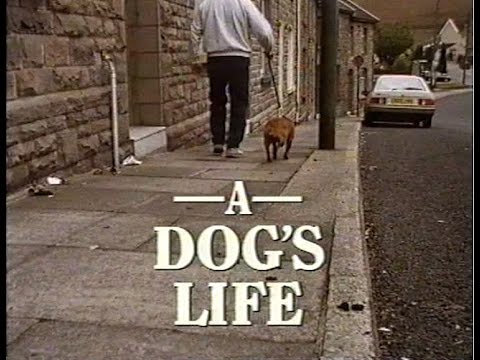 Between Ourselves - A Dog's Life - BBC