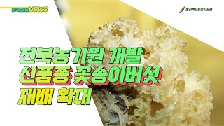 전북농업기술원 개발 신품종 꽃송이버섯 재배 확대