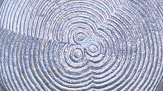 Food Roof Family - Levellers