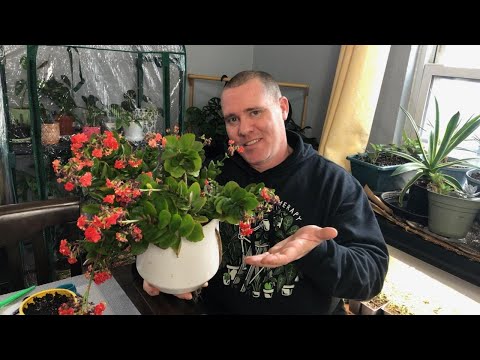 , title : 'Pruning Kalanchoe,  When, Why and How? Bonus Propagation Tips!!