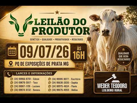 LEILÃO DE GADO DE CORTE - LEILÃO DO PRODUTOR -  PRATA MG - 02/07/26