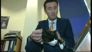 Palmerston the cat - rags to riches (UK) - BBC News - 13th April 2016